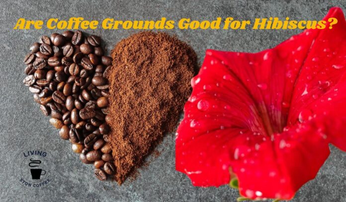 Coffee Grounds for Hibiscus Growth
